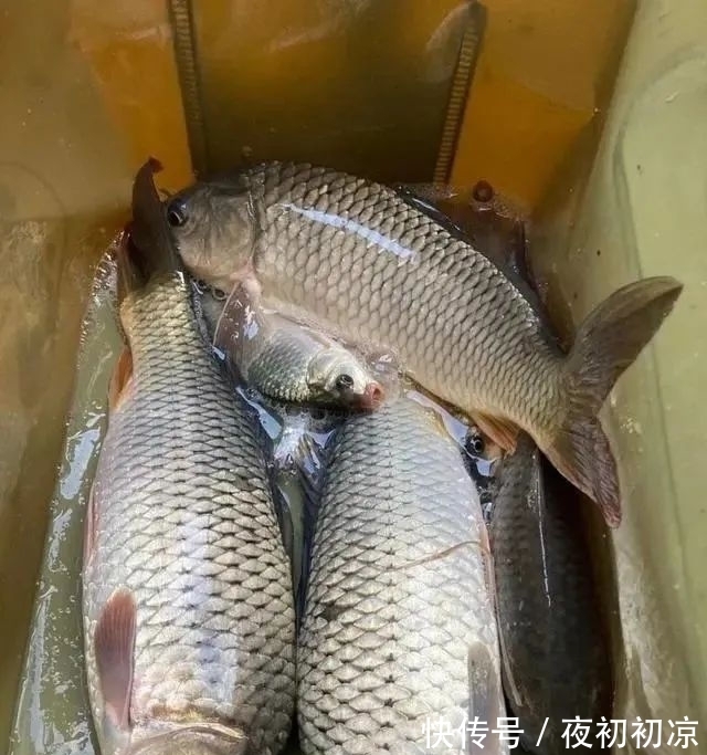 冬季|冬季正是钓鲤鱼旺季!只要掌握技巧,平时见不到的大鲤鱼频繁咬钩