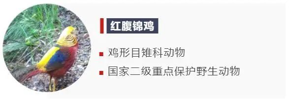 穿衣搭配|还在为穿衣搭配发愁？让“时尚达人”给你一些新思路