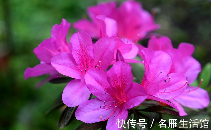 杜鹃花|进入三伏天,杜鹃花太难养,掌握3个养护策略,轻松度夏