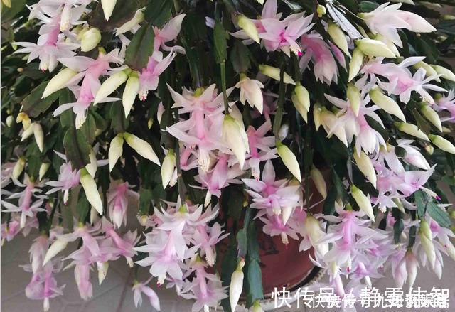 夏季|蟹爪兰要狠劲“掐”,度夏才安全,秋天直接爆芽,新叶肥厚猛开花