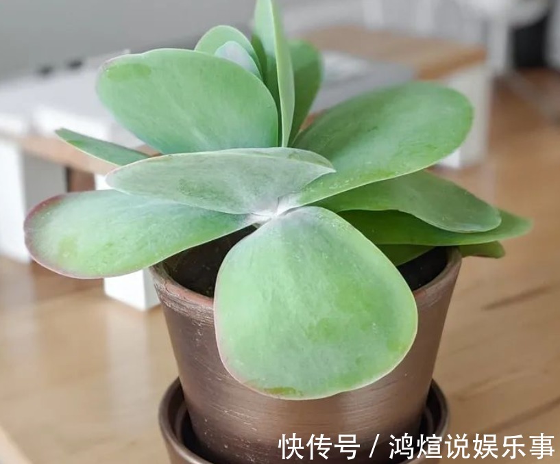 电器|渐入深秋,多肉盆栽不能再搁置在这几个地方了