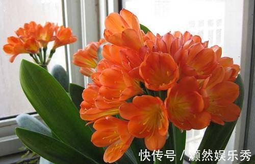 6种健康花，适合室内养，能净化空气，寓意好，高档大气很舒心