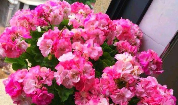 阳台上|养老天竺葵，记住一个“九球队”，将阳台和解2年，邻居都很垂涎欲滴