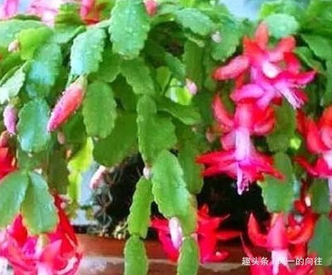 晒伤|家养蟹爪兰总是不开花学会这三个小技巧,轻松年年爆满盆