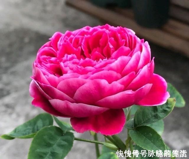 花瓣|这花开得太漂亮了，简直就是神仙颜值，难怪大家称它为“妖花”！