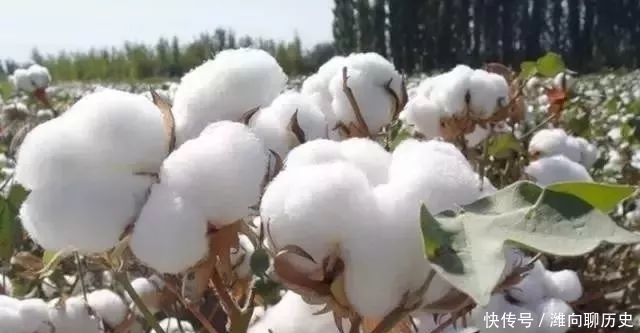 棉被、蚕丝被、羽绒被、羊毛被……到底哪个好?终于清楚了