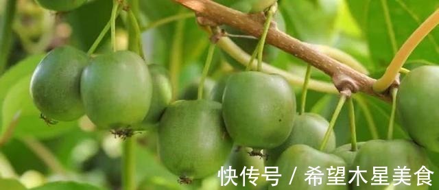 光氨基酸|生长于野外的“它”营养较高,希望你不要错过了,市场潜力不错!