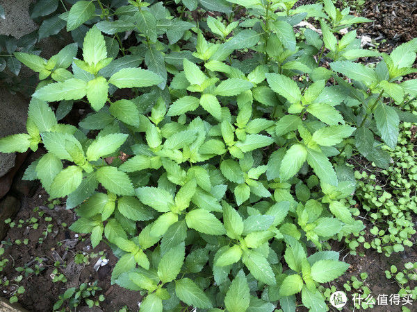 野菜|夏至前后，去农村遇到这些野菜赶紧挖，鲜嫩正当季，错过等一年