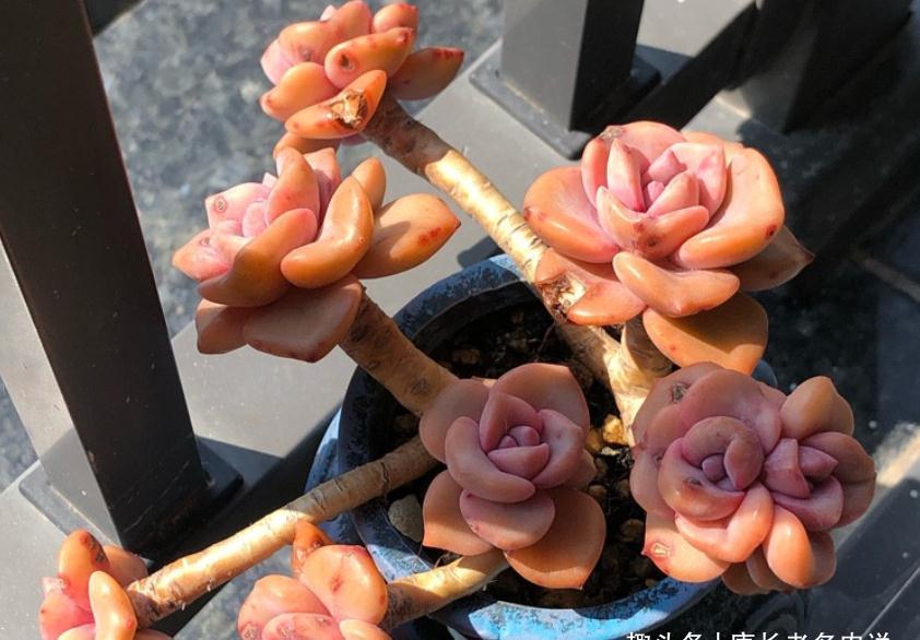 别嫌万象盆丑,其实拿来种多肉很实用,我好些多肉都是用它栽种的