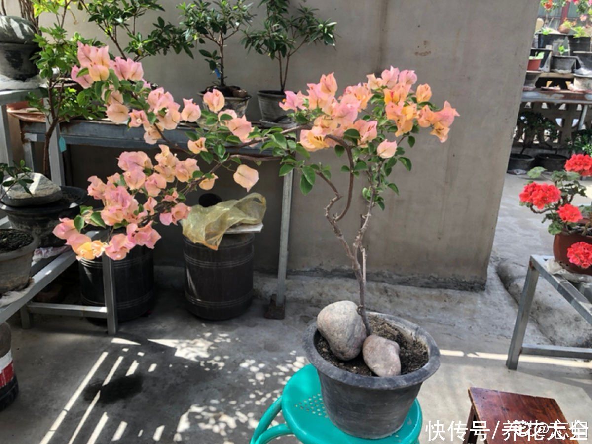 浇水|植物雨季没处躲，勤排水多打理，从此不怕下雨天