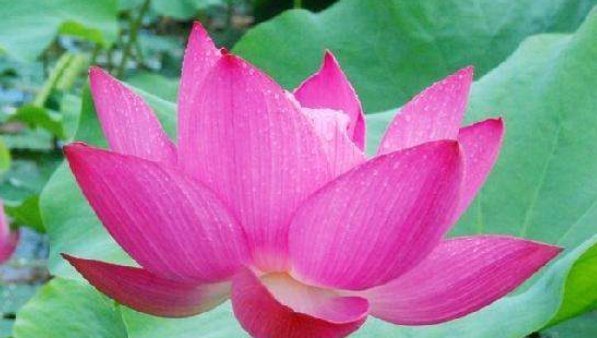 有福气|有福之人必有天相,真正有福气的人,身上都有这四个征兆