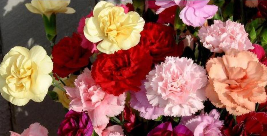 养花就养这几款,花朵小巧玲珑,花色繁多易爆盆,娇艳欲滴