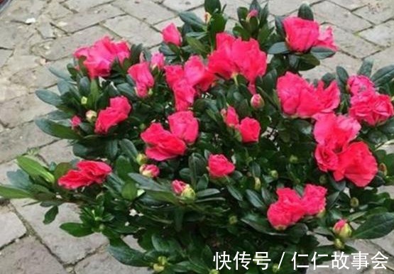 都说杜鹃花难养,4个养护妙招,不掉一片叶,花开满枝又旺盛