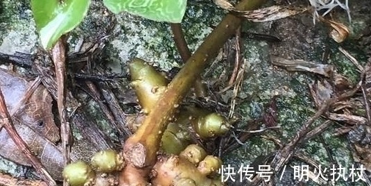 三高|一种称为“三高克星”的植物，农村地区很是常见，一斤要卖20元