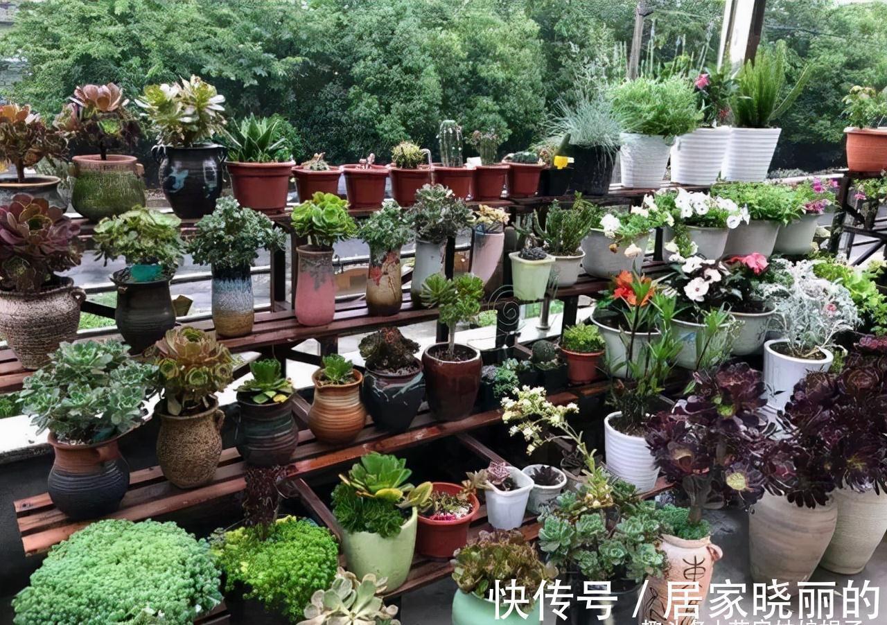 多肉植物|5种多肉，多晒晒就“脸红”，颜值高爱爆盆，是多肉佳品