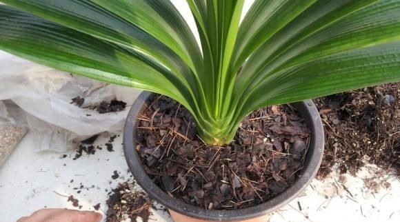 换盆|君子兰怎么换盆做好这几点,你就明白了,服盆效果好能开花