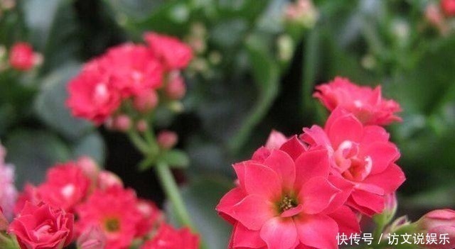 葱皮|家居养花花盆里放入这三种自制花肥,准保爆盆!