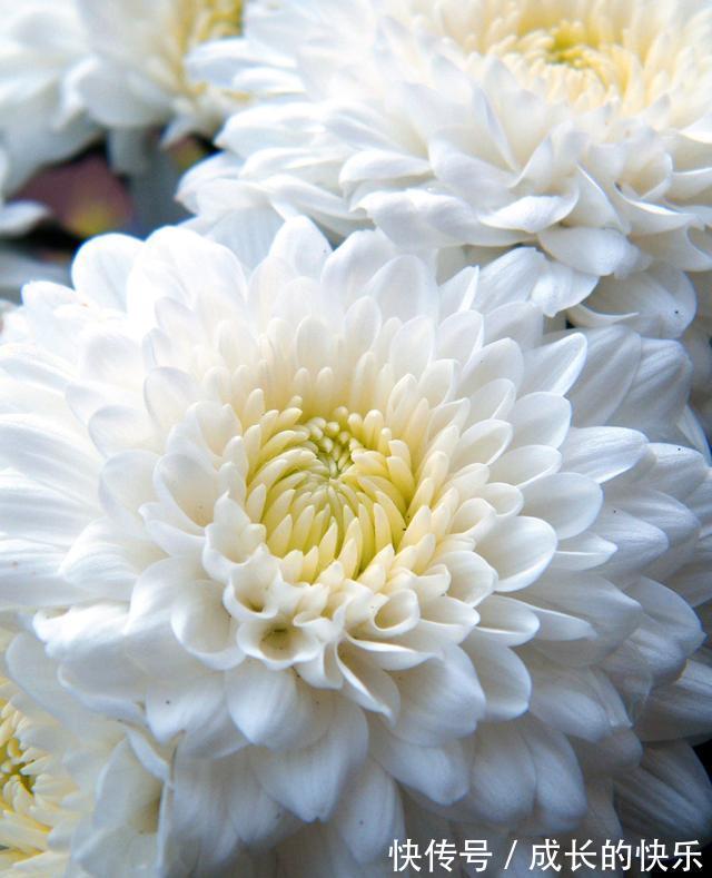 |幽默与笑话10则哲学家的愚蠢等