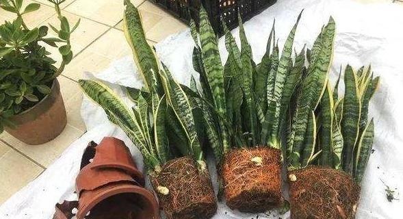 虎皮兰春天砍几下,分出几个娃,个个肥壮,一年窜到1米8