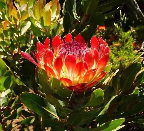  浓郁|可爱迷人的4种花，花色超仙，四季开不停，香气浓郁