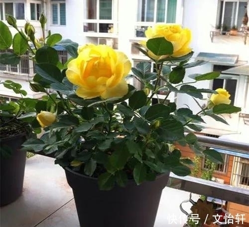 品种|100个月季品种，千姿百态，每个都很漂亮，图名并茂，值得收藏