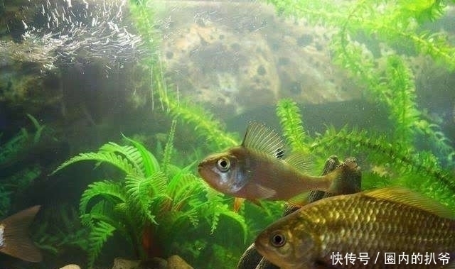 钓法|下面3种情况,钓鲫鱼是不能钓底的;不信的话,你可以试试