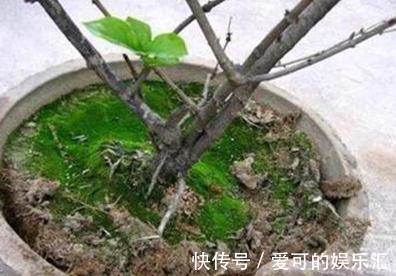 原来多肉是这么换盆的,快来学学