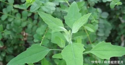 你吃过乡下常见的野菜“灰灰菜”吗这是多美味