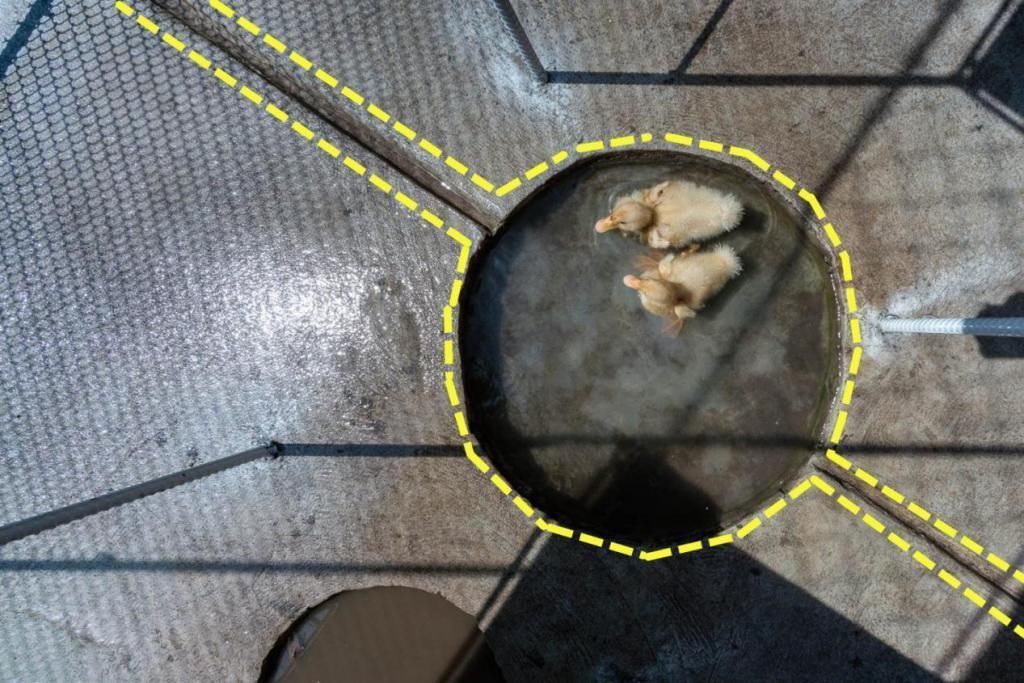 钢网|如果你家有个院子，也要搭个钢网房，在里面养鸡养花，生活好自在