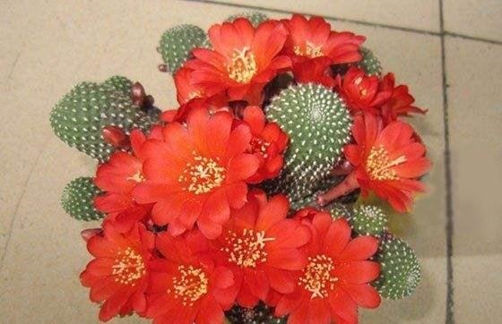 60岁的他,退休只养仙人球,10个品种,开花比月季还漂亮