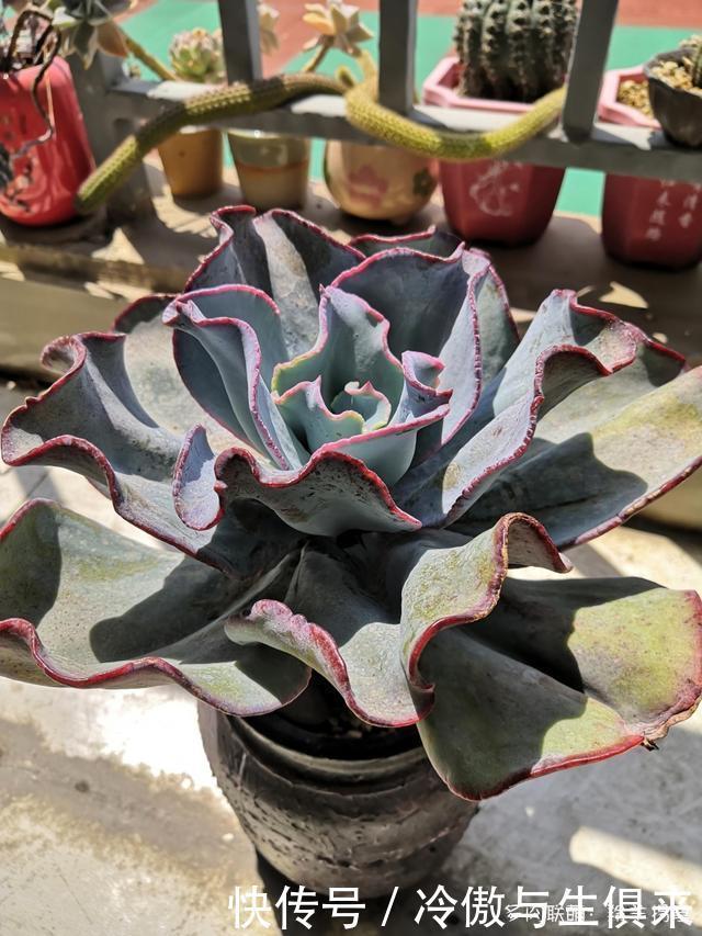 春天的包菜多肉有多美,梅雨季就有多像菜