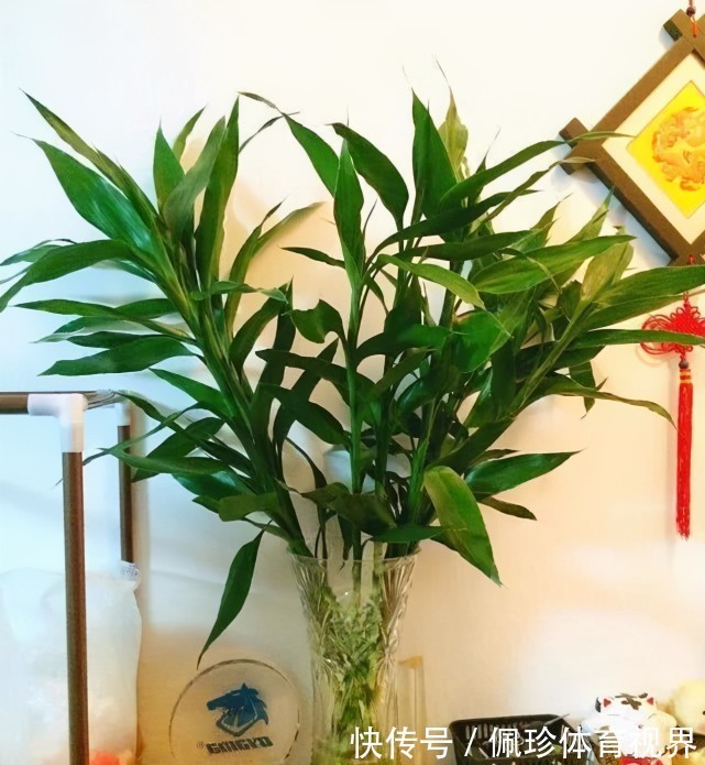 分享9种有格调的“旺财花”,除了好看,还吉祥,寓意财源滚滚