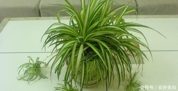 客厅卧室甲醛多养2种“花”，甲醛降低2倍多，越来越多人在养！