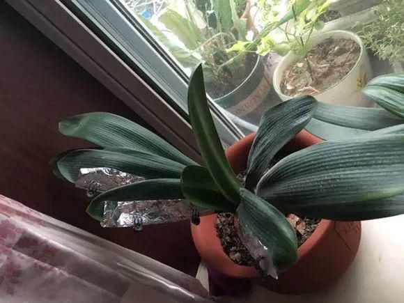 厨房里的“小东西”，养花作用想不到！解决很多养花人的烦恼！