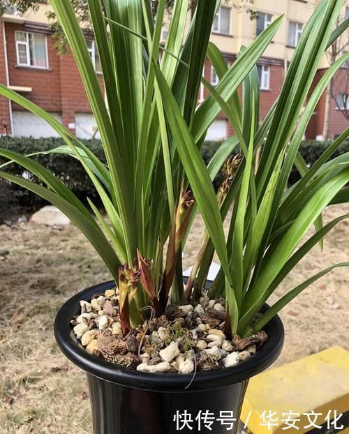 兰花通风那么重要,为什么很少人用吊盆养呢