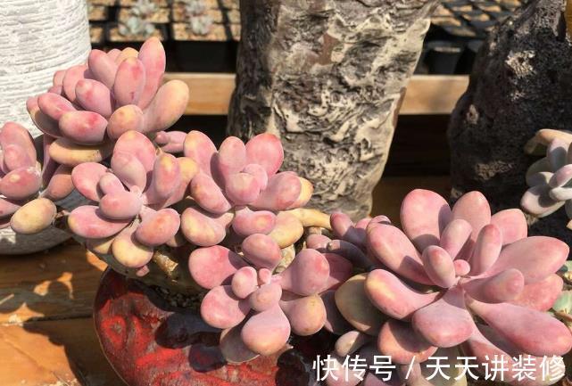 夏天|夏天养多肉桃蛋,注意这4个小细节,不化水不烂根,叶子粉嘟嘟