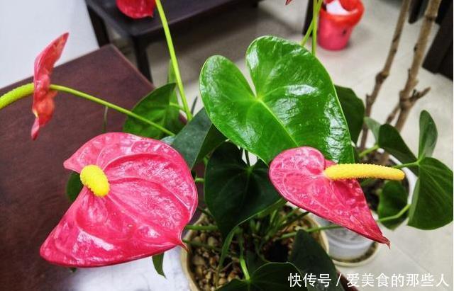 真正超长待机的花草排名,选一盆养家里,花期长,天天都能赏春天