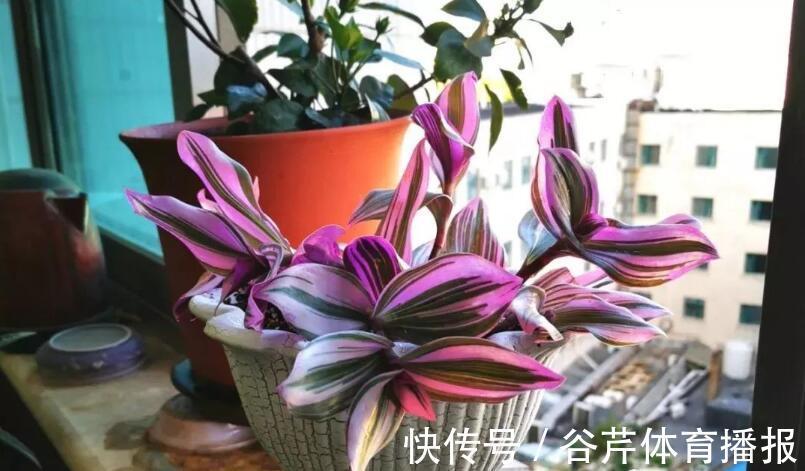 5种漂亮的花,适合养在家里,好养又吉祥,光照少一些也能长得好