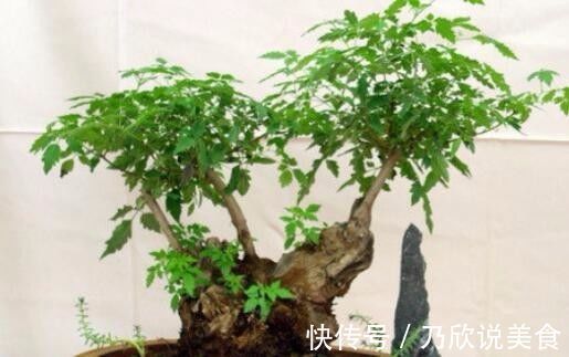 此种树桩乡下最常见,做成盆景价值不菲,买房买车还愁啥!