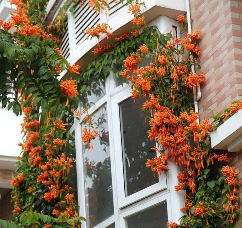 在庭院里,种几棵攀缘植物,有点阳光就开花,一片花海