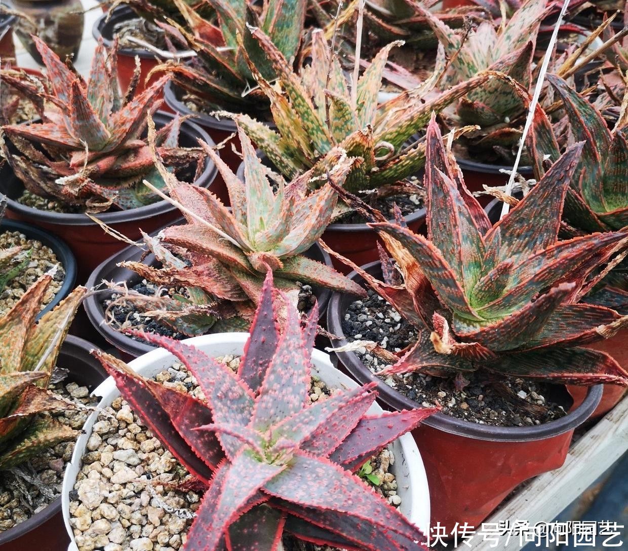 带花纹的圣诞芦荟，最好养的多肉，随意浇水，不挑环境很好养