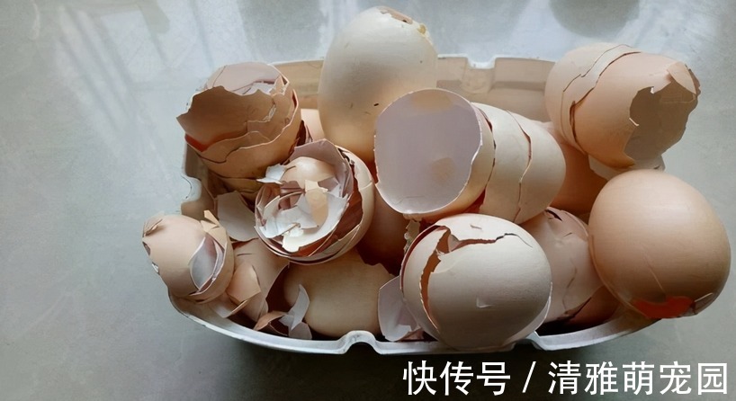 用鸡蛋壳养花,方法多种多样,植物盆栽用了越长越起劲