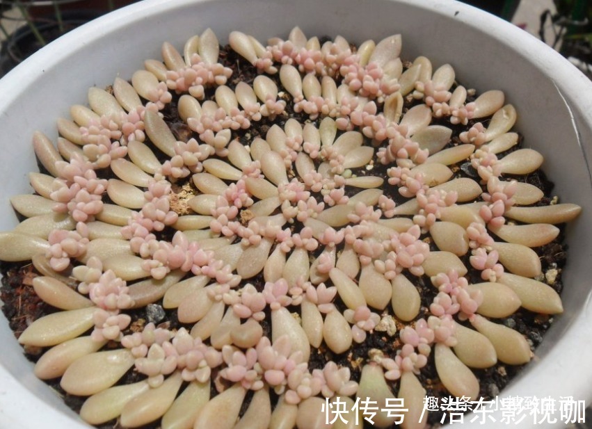 多肉叶插，从摘叶子开始，简单3步，轻松变大户