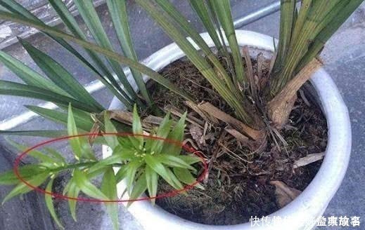 拔掉|养了快十年花才明白，花盆里长的“杂草”别拔，留着很有用处