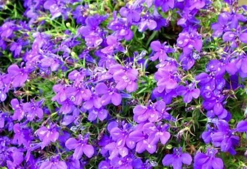 5种花超漂亮，个个美出状态，好打理，易爆盆，花开不断