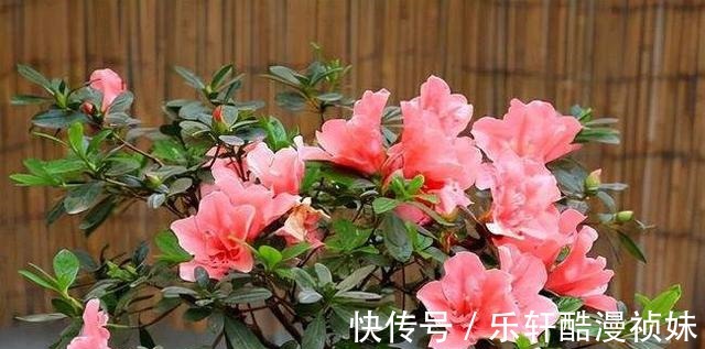 8种“洋气花”,天冷别喷水,不然黄叶、掉花苞,越养越难看