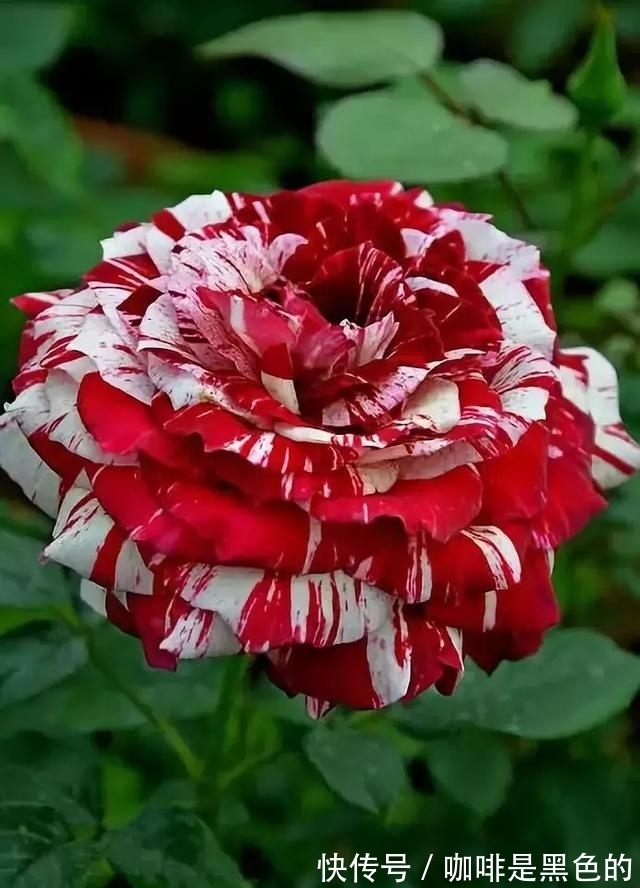 奇花|奇花、奇花、奇花、罕见奇花,赶快打开欣赏吧