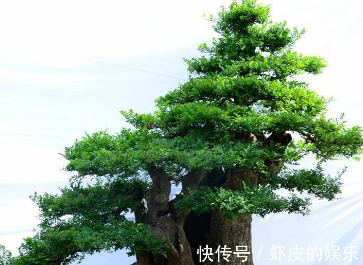 对节白蜡盆景养护做好此几点,枝繁叶绿