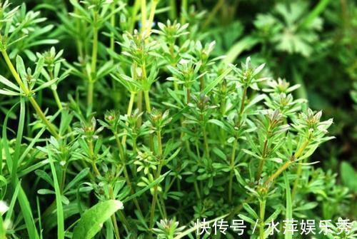 1种野草,价值珍贵,路边到处是,却少有人认识,可惜了