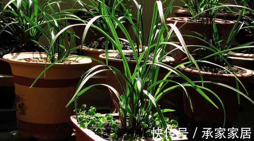 花友们|用什么水浇兰花合适?